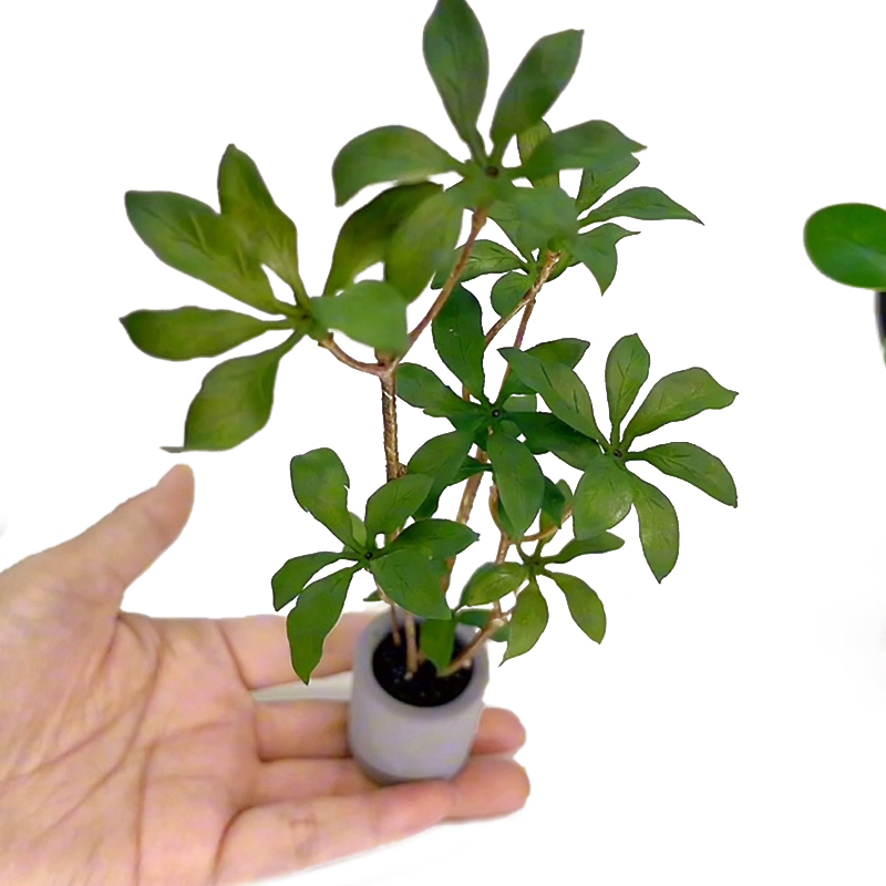 Bonsai Garden Plants - Plantes miniatures en pot pour bonsaï,