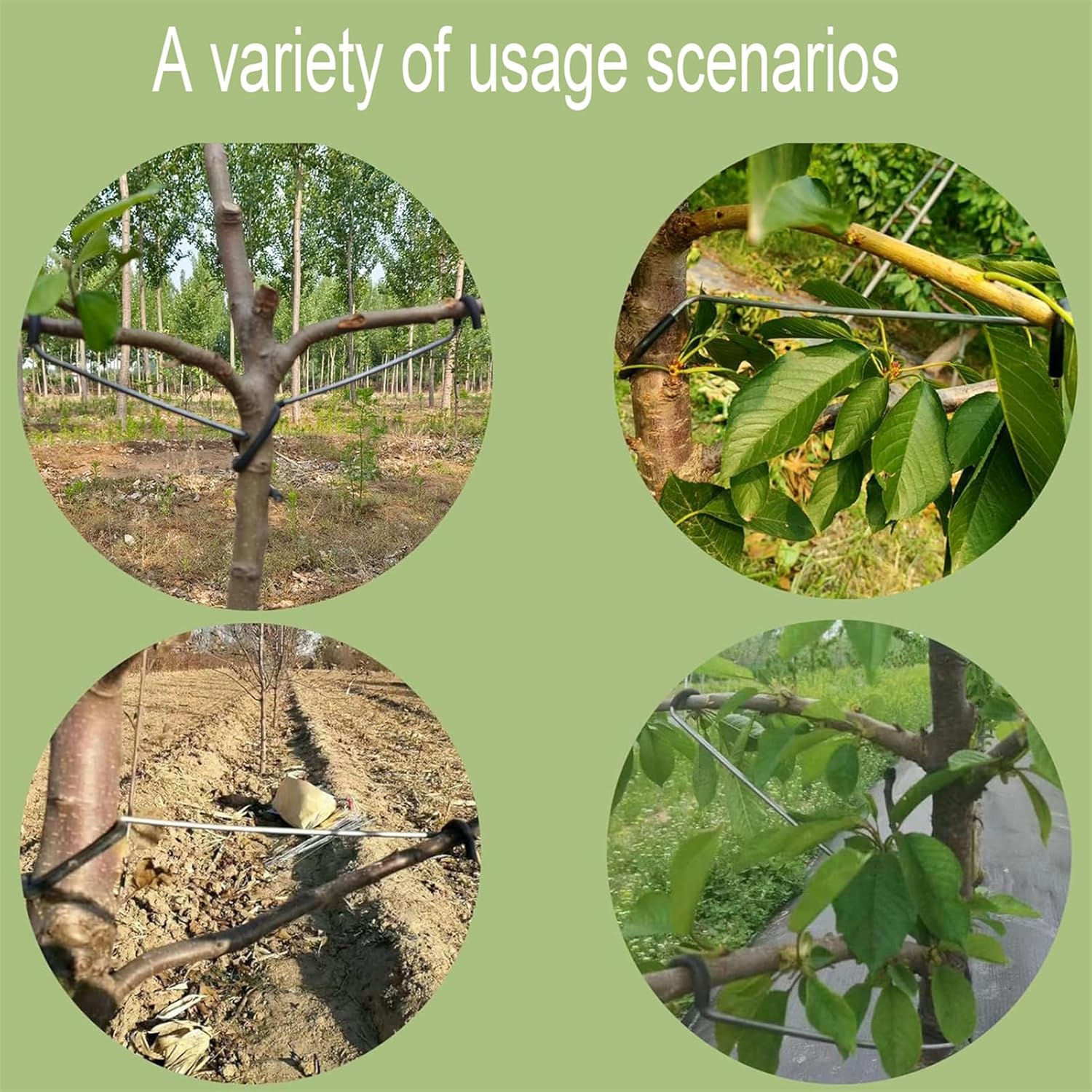 Bonsai Garden Plants - Ajusteur de branches d'arbres fruitiers réglable