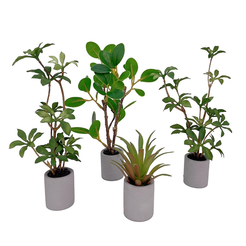Plantes miniatures en pot pour - Bonsai Garden Plants avis et prix