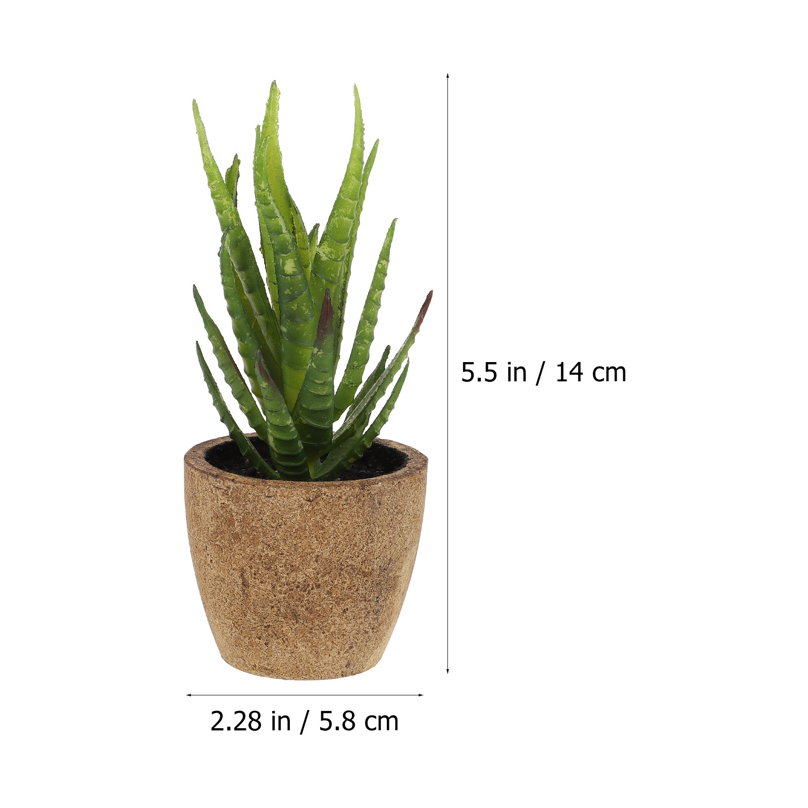 4 Pièces de Plantes Succulente - Bonsai Garden And Cafe avis et prix