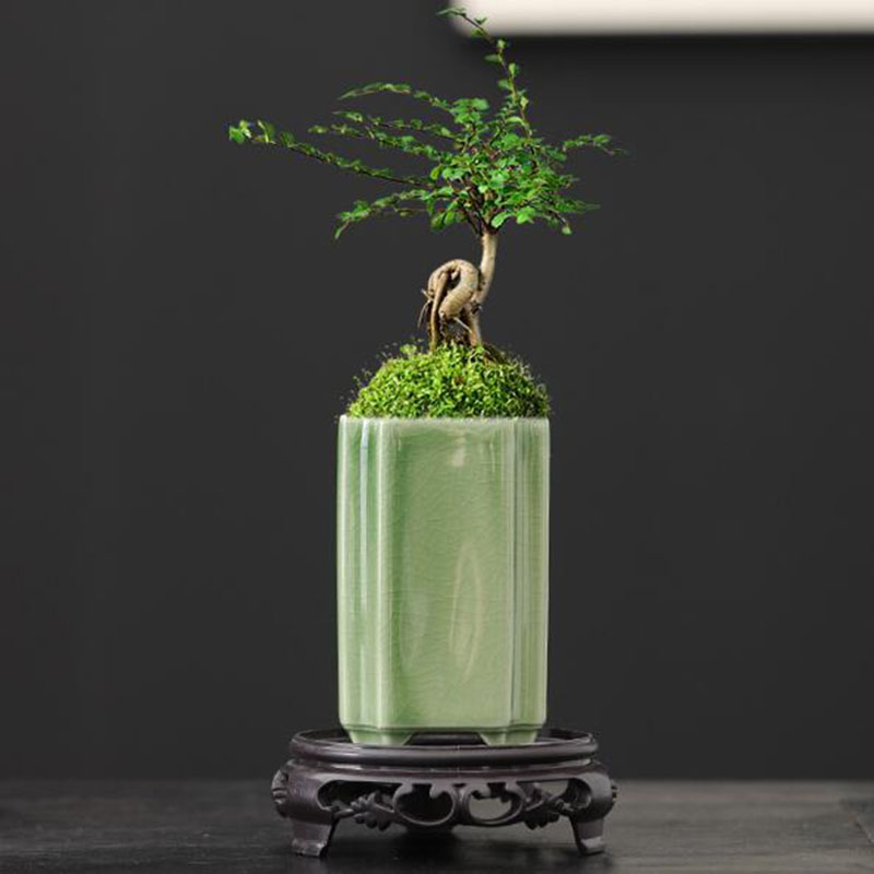 Pot de fleurs carré en porcela - Bonsai Garden Art avis et prix